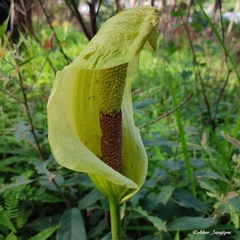 Amorphophallus napalensis