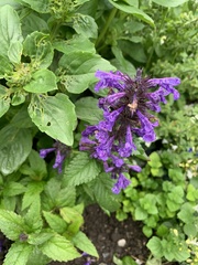 Lamiaceae