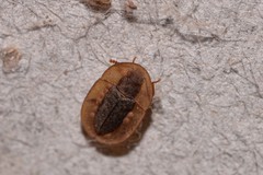 Cossyphus odewahni