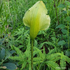 Amorphophallus napalensis