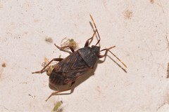 Neolethaeus