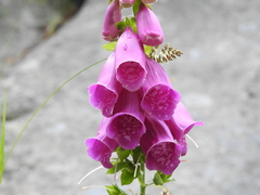 Digitalis purpurea