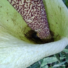 Amorphophallus napalensis