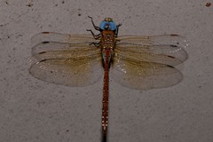 Anaciaeschna jaspidea