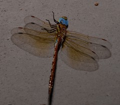 Anaciaeschna jaspidea