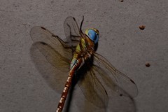 Anaciaeschna jaspidea