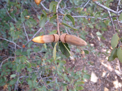 Quercus wislizeni frutescens