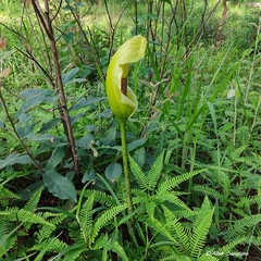 Amorphophallus napalensis