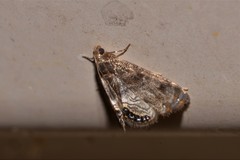 Paracataclysta fuscalis