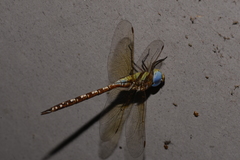 Anaciaeschna jaspidea