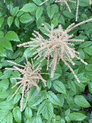 Aruncus dioicus