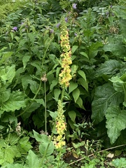 Verbascum nigrum