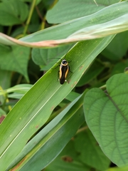 Hemithyrsocera vittata