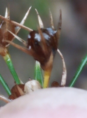 Juncus dichotomus