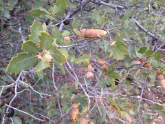 Quercus wislizeni frutescens