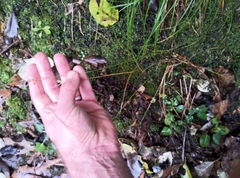 Juncus dichotomus