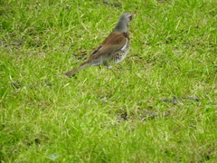 Turdus pilaris
