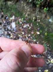 Juncus dichotomus