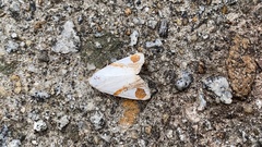 Sphragifera biplagiata