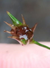 Juncus dichotomus