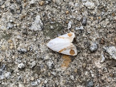 Sphragifera biplagiata