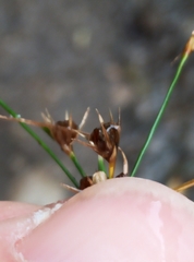 Juncus dichotomus