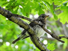 Turdus pilaris