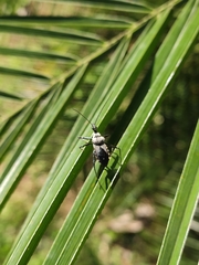 Rhynocoris marginellus