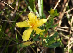 Hypericum kalmianum