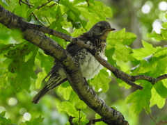 Turdus pilaris