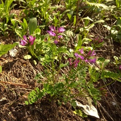Astragalus ceratoides