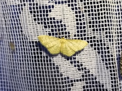 Idaea dilutaria
