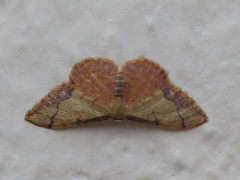 Idaea ostrinaria