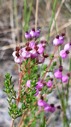 Erica umbellata