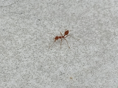 Oecophylla smaragdina