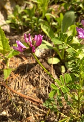 Astragalus ceratoides