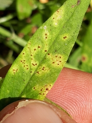 Uromyces viciae-fabae