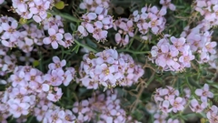 Hormathophylla spinosa