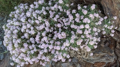 Hormathophylla spinosa