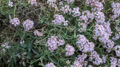 Hormathophylla spinosa