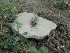 Cicadatra platyptera