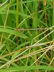 Platycnemis pennipes