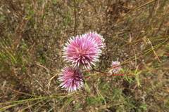 Gomphrena canescens