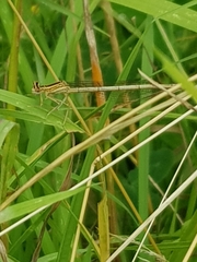 Platycnemis pennipes