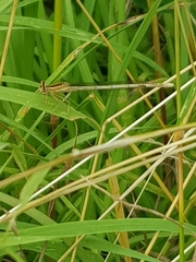 Platycnemis pennipes