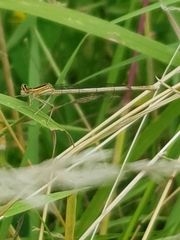 Platycnemis pennipes