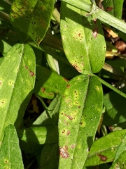 Uromyces viciae-fabae