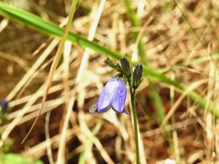 Campanula rotundifolia