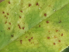 Uromyces viciae-fabae