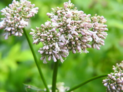 Valeriana officinalis